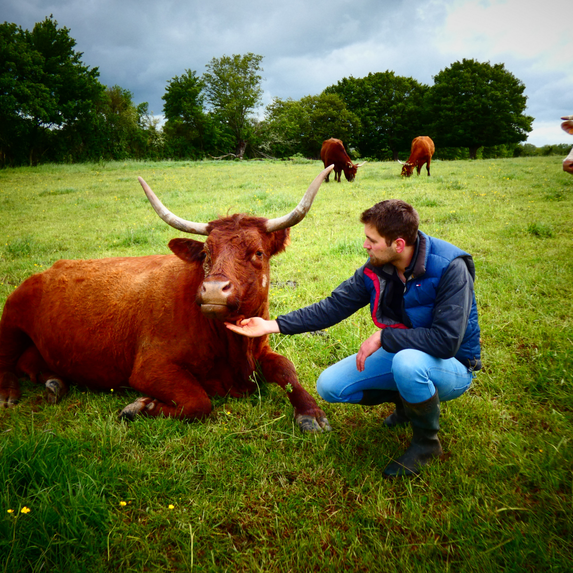 vache salers marron et son éleveur Paul Caby accroupi a côté d'elle qui l'a caresse